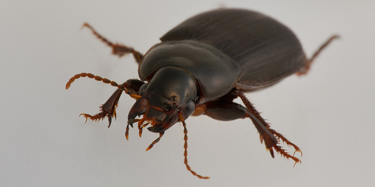 Harpalus sp.